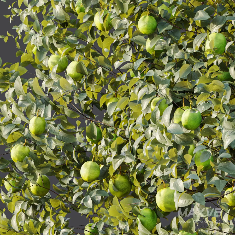 AV Plant Citrus Sinensis Orange Arancio Fruit Tree 01 - Image 10