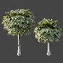 AV Plant Borassus Flabellifer 6 Palm Tree 03 - Thumbnail 8