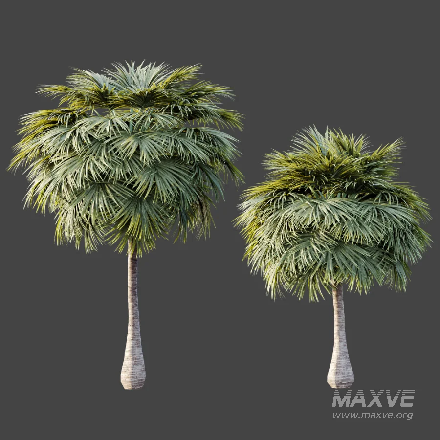 AV Plant Borassus Flabellifer 6 Palm Tree 03 - Image 8