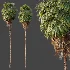 AV Plant Washingtonia Robusta Palm Tree 01 - Thumbnail 4