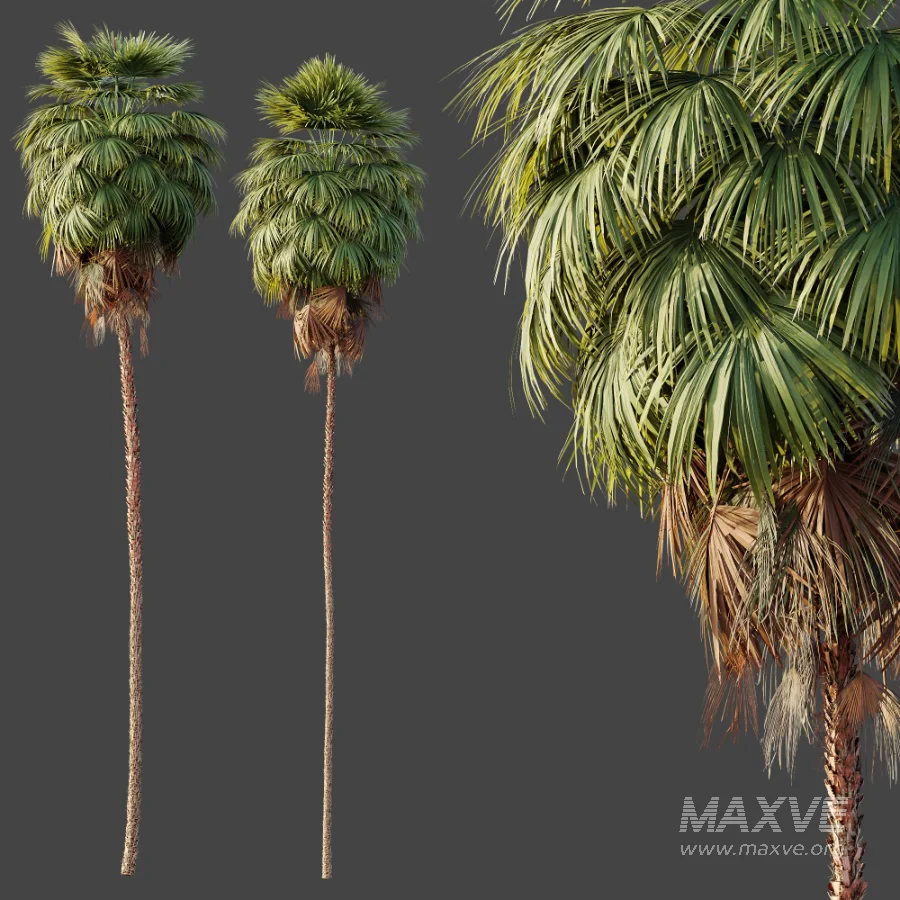 AV Plant Washingtonia Robusta Palm Tree 01 - Image 4