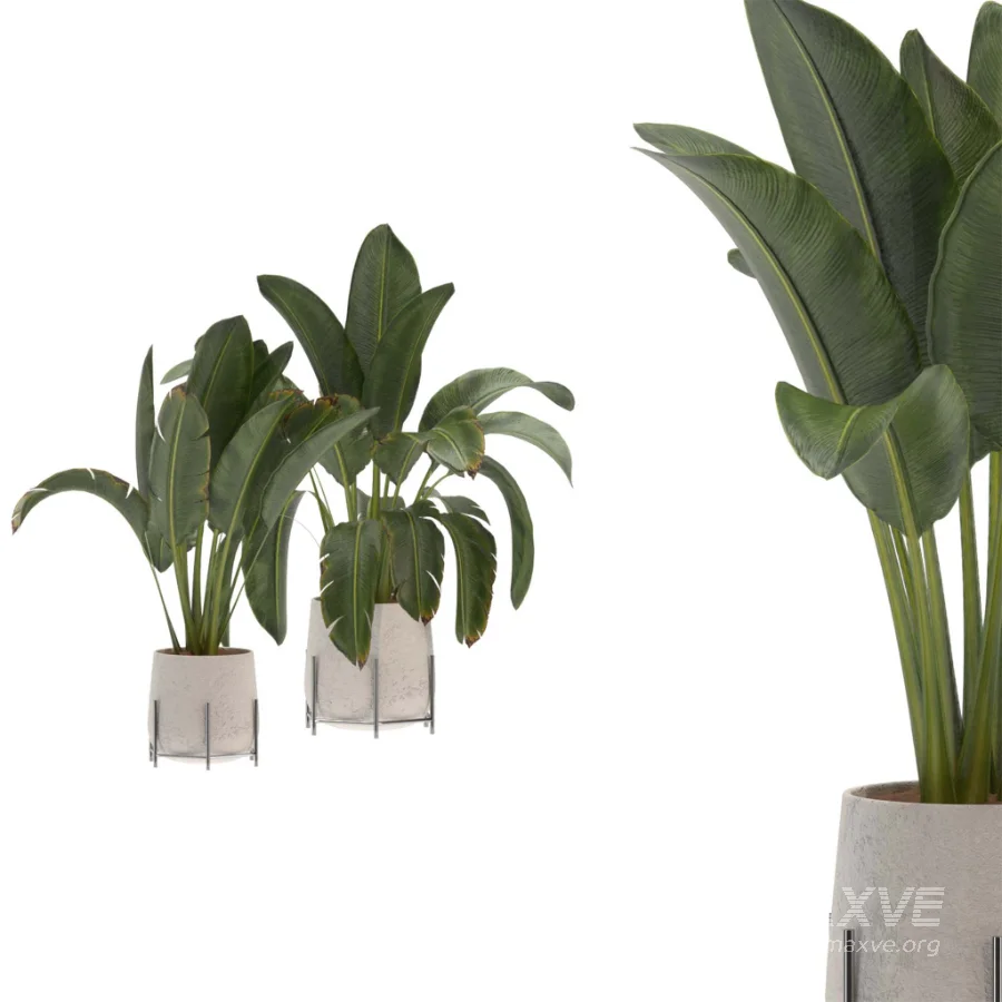 indoor-plant-016 - Image 3
