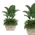 indoor-plant-021 - Thumbnail 2
