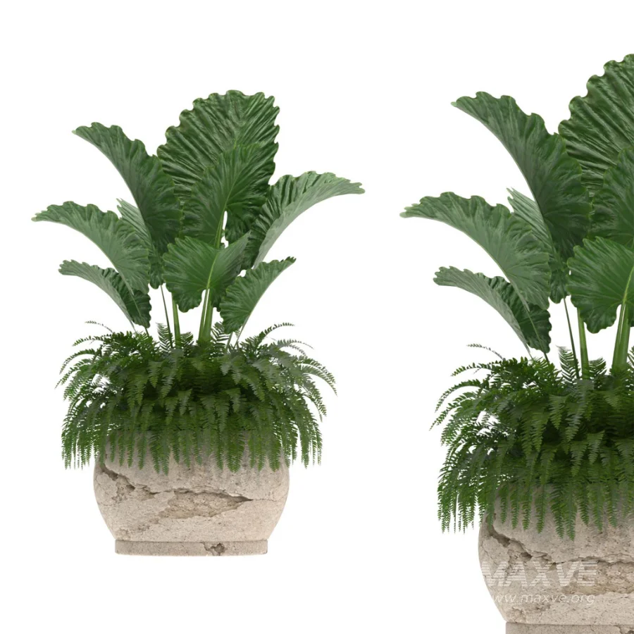 indoor-plant-021 - Image 2