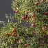 AV Plant Punica Granatum Pomegranate Fruit Tree 01 - Thumbnail 5