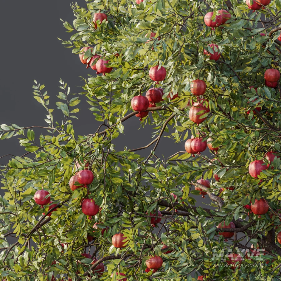 AV Plant Punica Granatum Pomegranate Fruit Tree 01 - Image 5