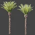 AV Plant Phoenix Canariensis Palm Tree 01 - Thumbnail 7