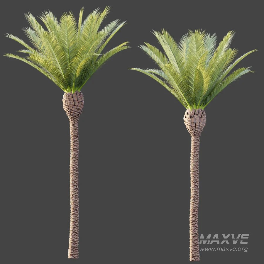 AV Plant Phoenix Canariensis Palm Tree 01 - Image 7