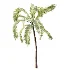 AV Plant Areca Catechu 6 Palm Trees 02 - Thumbnail 3