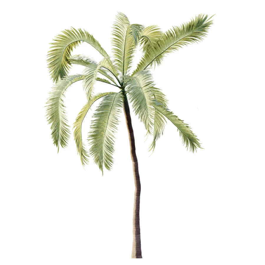 AV Plant Areca Catechu 6 Palm Trees 02 - Image 3