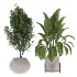 indoor-plant-013 - Thumbnail 2