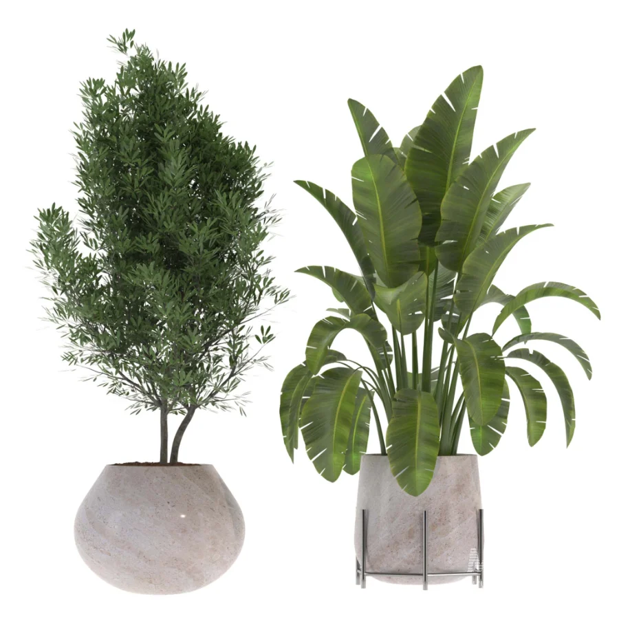 indoor-plant-013 - Image 2