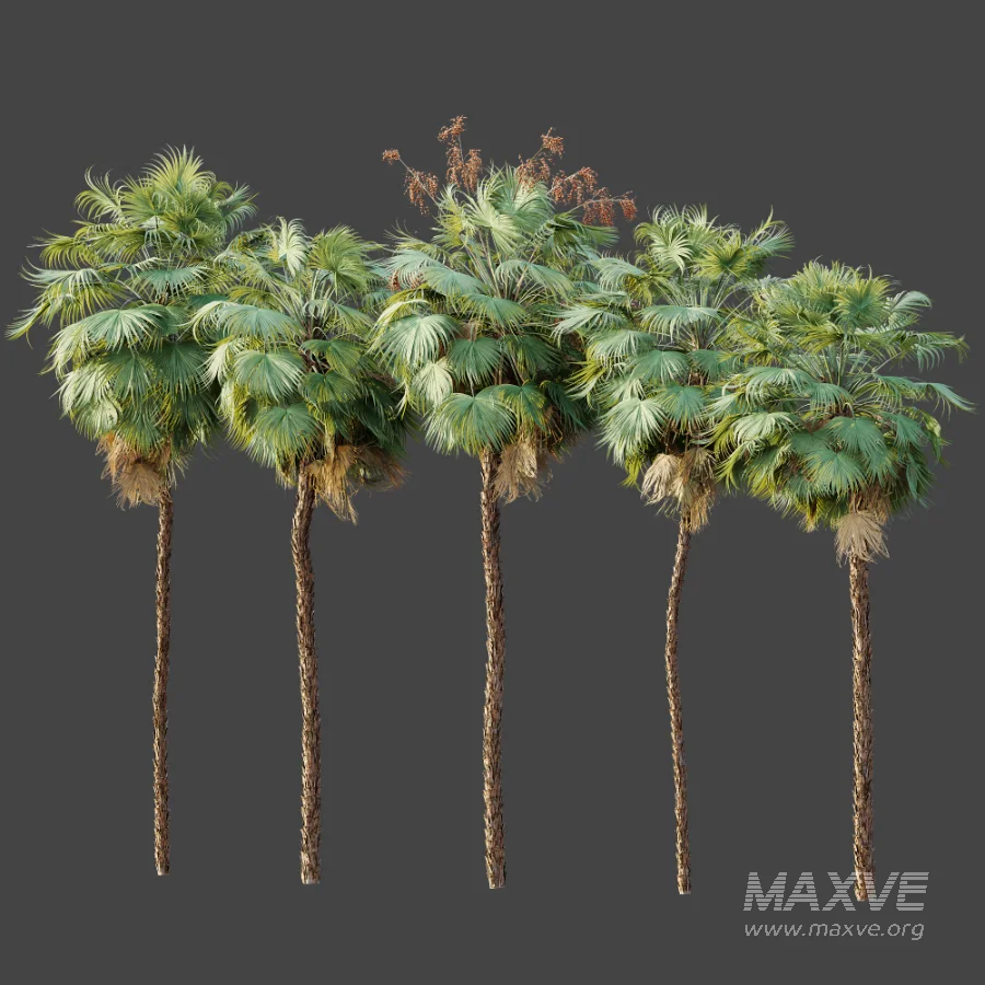 AV Plant Acoelorrhaphe Wrightii Palm Tree 01 - Image 9