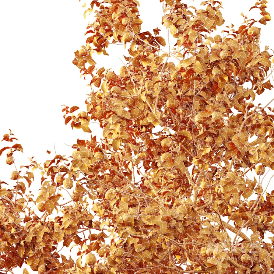 AV Plant Armeniaca Vulgaris Prunus Fruit Tree 01 - Image 8