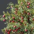 AV Plant Malus Pumila Apple Red Fruit Tree 01 - Thumbnail 7