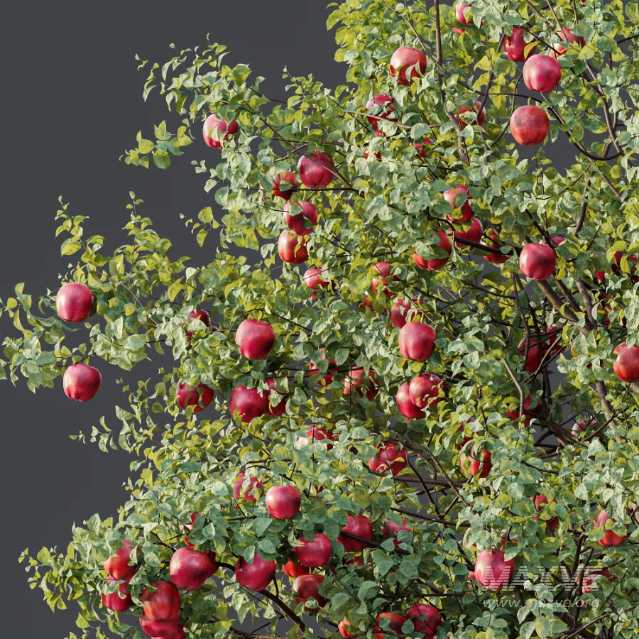 AV Plant Malus Pumila Apple Red Fruit Tree 01 - Image 7