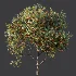 AV Plant Citrus Dancy Mandarin Tangerine Fruit Tree 01 - Thumbnail 5
