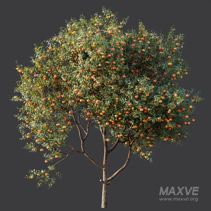 AV Plant Citrus Dancy Mandarin Tangerine Fruit Tree 01 - Image 5