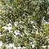 AV Plant Prunus Salicina Plum Pflaume Fruit Tree 01 - Thumbnail 1