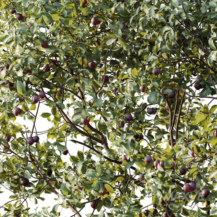 AV Plant Prunus Salicina Plum Pflaume Fruit Tree 01 - Image 1