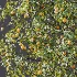 AV Plant Prunus Salicina Plum Pflaume Fruit Tree 01 - Thumbnail 9