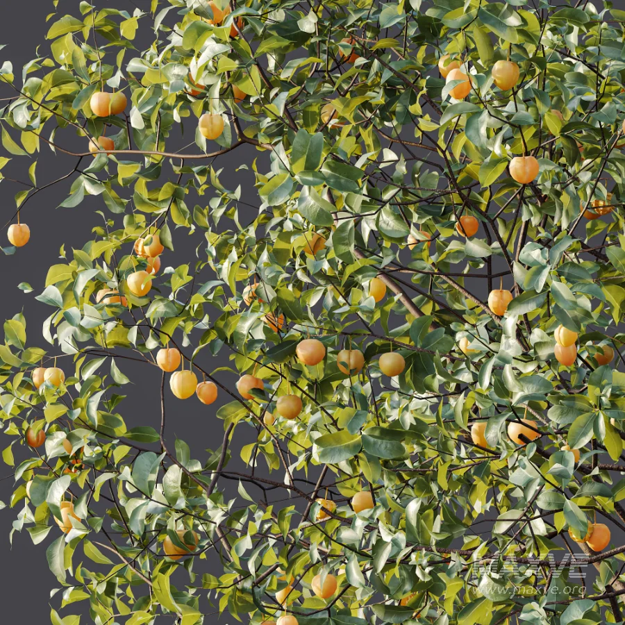 AV Plant Prunus Salicina Plum Pflaume Fruit Tree 01 - Image 9