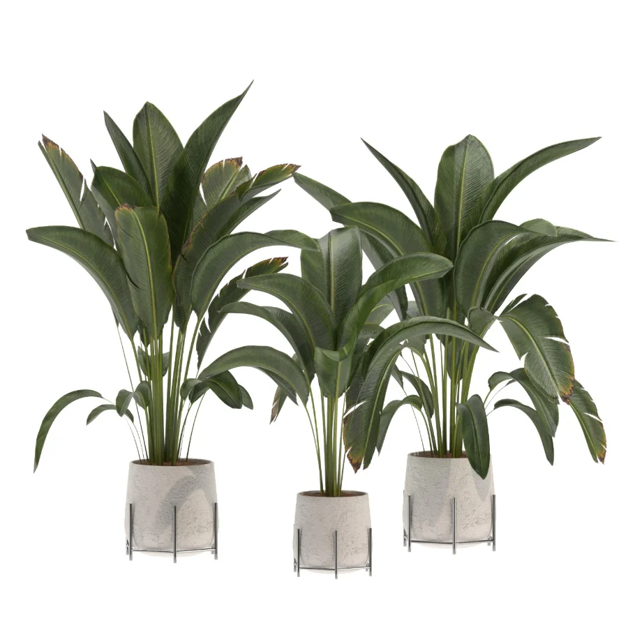 indoor-plant-017 - Image 4