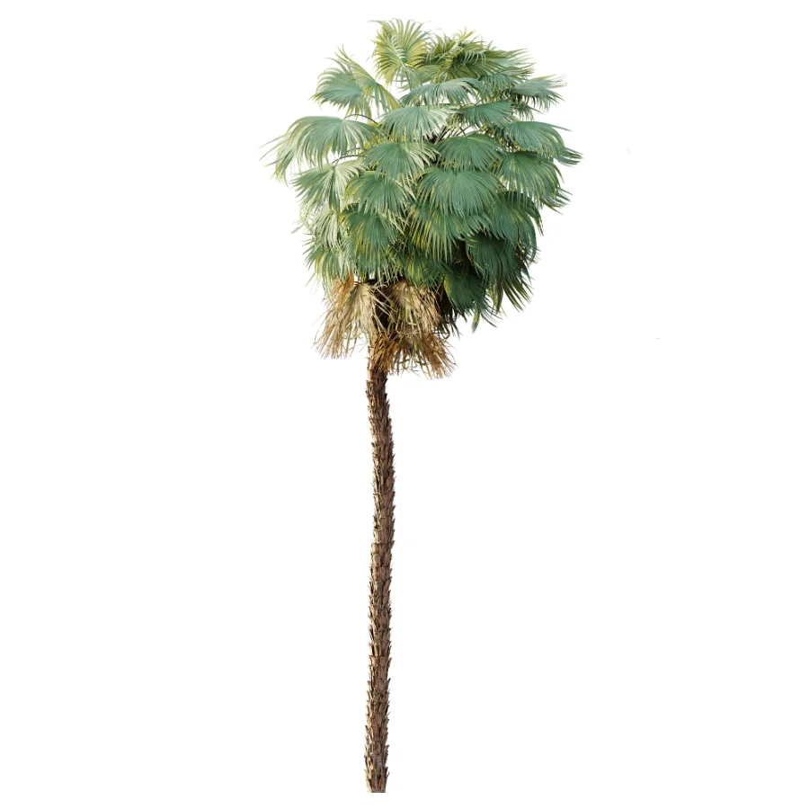 AV Plant Acoelorrhaphe Wrightii Palm Tree 01 - Image 5