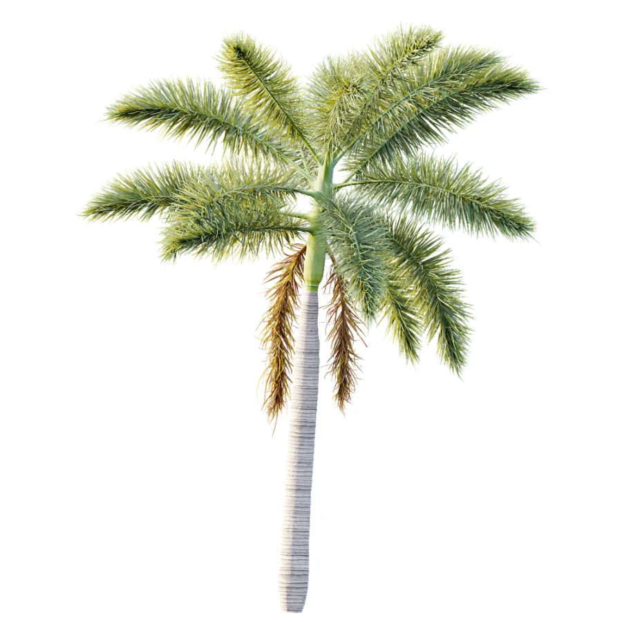 AV Plant Roystonea Regia Palm Tree 01 - Image 3