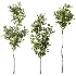 AV Plant Ficus Carica Feige Fig Fruit Tree 01 - Thumbnail 2