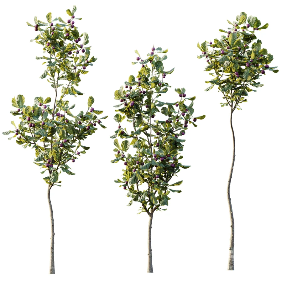 AV Plant Ficus Carica Feige Fig Fruit Tree 01 - Image 2