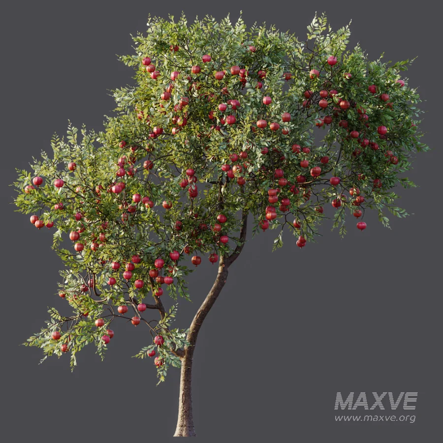 AV Plant Punica Granatum Pomegranate Fruit Tree 01 - Image 8