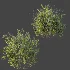 AV Plant Bush Common Broom Cytisus Scoparius 02 - Thumbnail 7