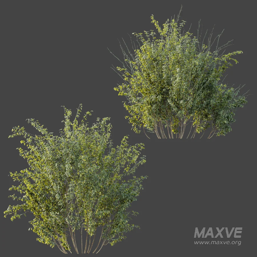 AV Plant Bush Common Broom Cytisus Scoparius 02 - Image 7