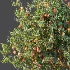 AV Plant Amygdalus Persica Peach Fruit Tree 01 - Thumbnail 8