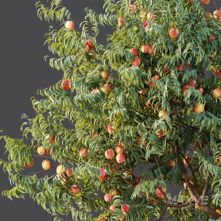 AV Plant Amygdalus Persica Peach Fruit Tree 01 - Image 8