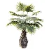 AV Plant Borassus Flabellifer 6 Palm Tree 03 - Thumbnail 4