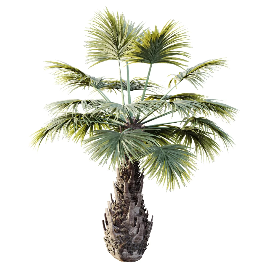 AV Plant Borassus Flabellifer 6 Palm Tree 03 - Image 4