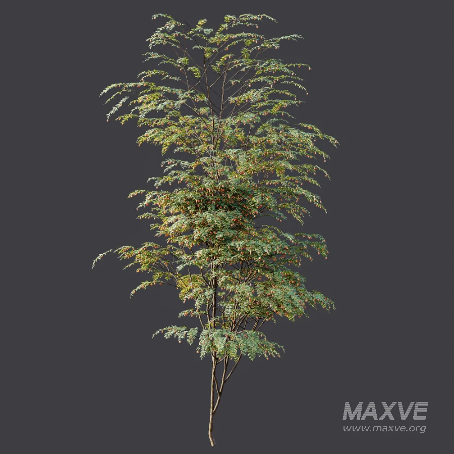 AV Plant Ziziphus Jujuba Chinesische Dattel Fruit Tree 01 - Image 6