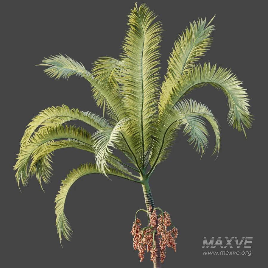 AV Plant Areca Catechu 6 Palm Trees 02 - Image 6