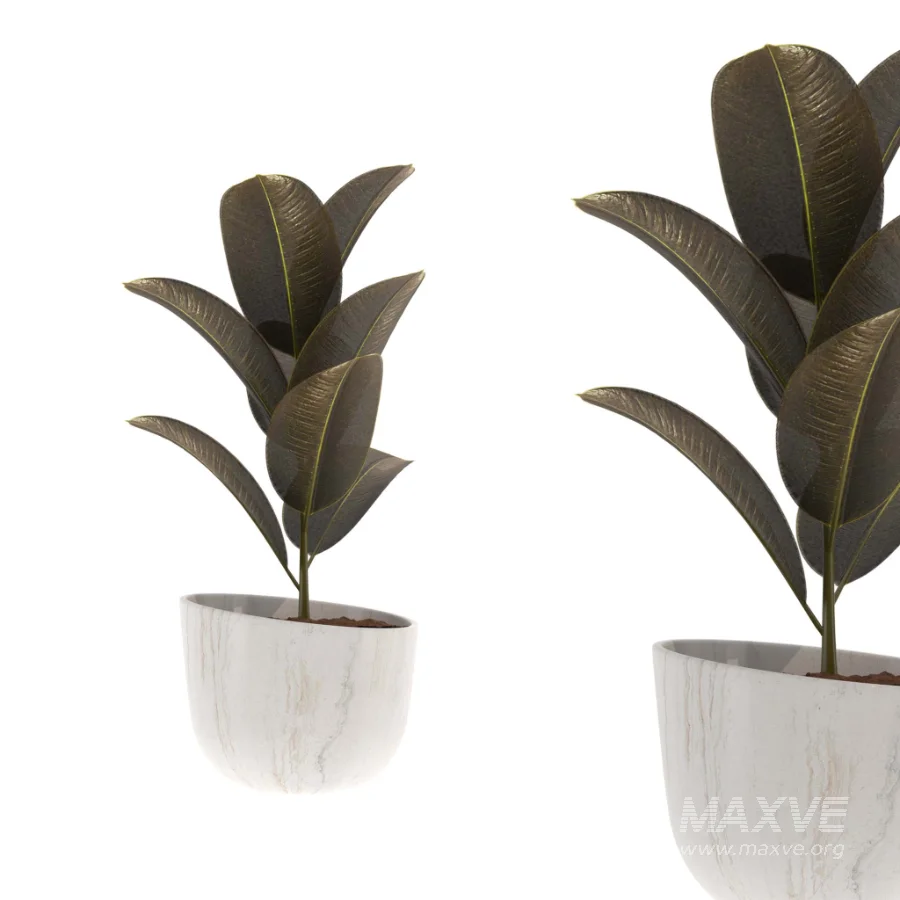 indoor-plant-010 - Image 3