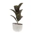 indoor-plant-010 - Thumbnail 1