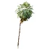 AV Plant Acoelorrhaphe Wrightii Palm Tree 01 - Thumbnail 4