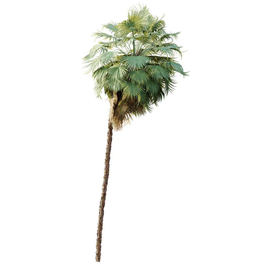 AV Plant Acoelorrhaphe Wrightii Palm Tree 01 - Image 4