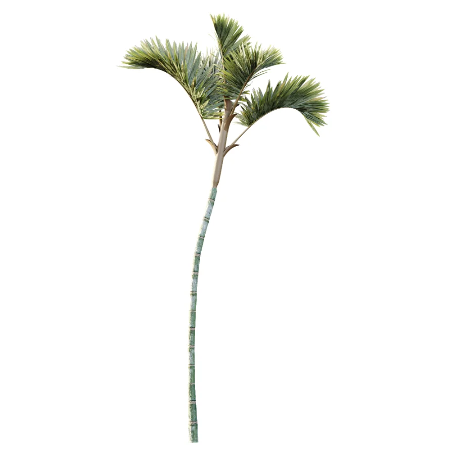 AV Plant Cyrtostachys Renda Palm Tree 03 - Image 4