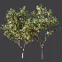 AV Plant Cerasus Pseudocerasus Cherry Fruit Tree 01 - Thumbnail 6