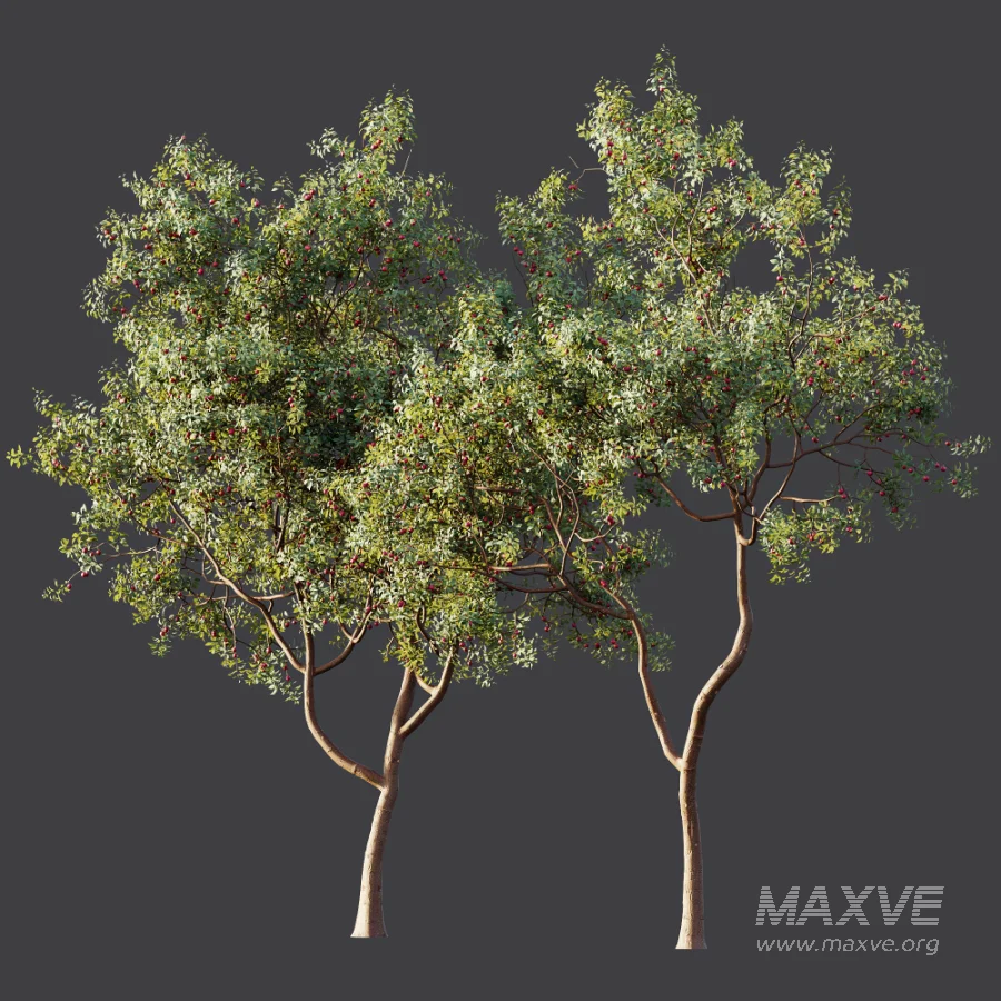 AV Plant Cerasus Pseudocerasus Cherry Fruit Tree 01 - Image 6
