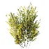 AV Plant Bush Common Broom Cytisus Scoparius 01 - Thumbnail 2