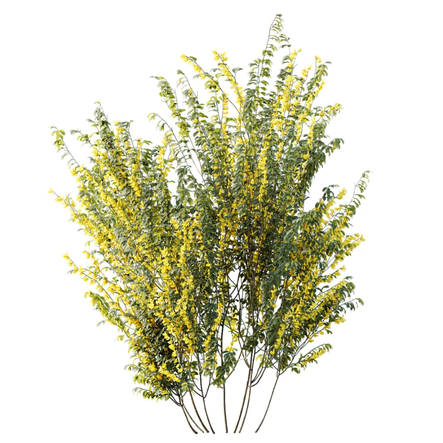 AV Plant Bush Common Broom Cytisus Scoparius 01 - Image 2