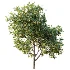 AV Plant Citrus Meyer Lemon Fruit Tree 01 - Thumbnail 5